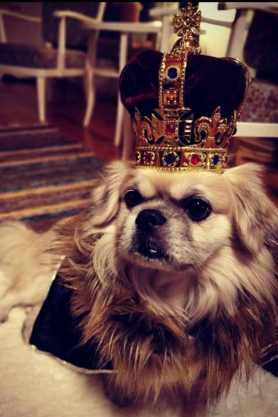 En liten hund, en tibetansk spaniel vid namn Toto med en stor kunglig krona på huvudet.