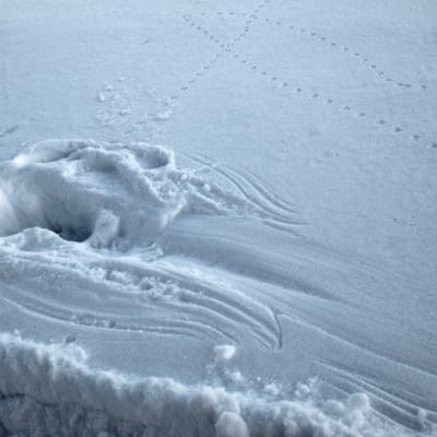 Myyrän taistelujäljet lumella.