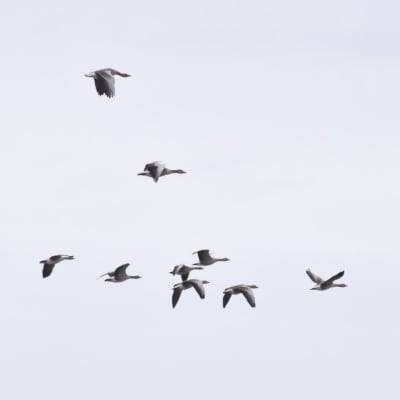Flyttfågeln grågås flyger i en flock.