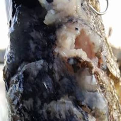 en gädda som fångats i Littois träsk är full av illaluktande blåsor.