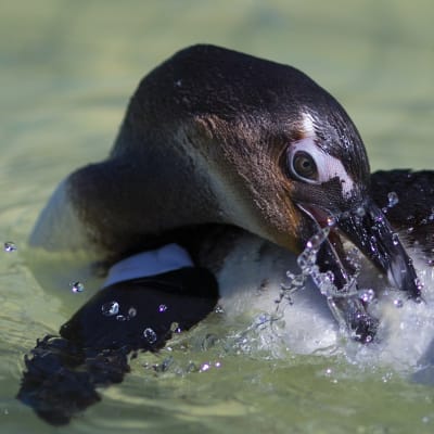 Liikakalastus ja ilmastonmuutos uhkaavat afrikanpingviinejä. 