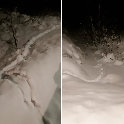 Spår av djur i snö, troligen utter.