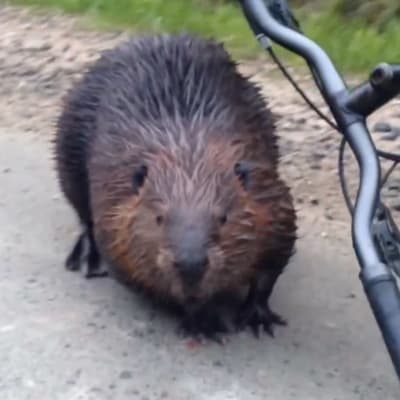 En bäver bredvid en cykel.