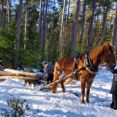 En kameraman filmar en häst och män som lyfter stockar på en släde efter hästen. 