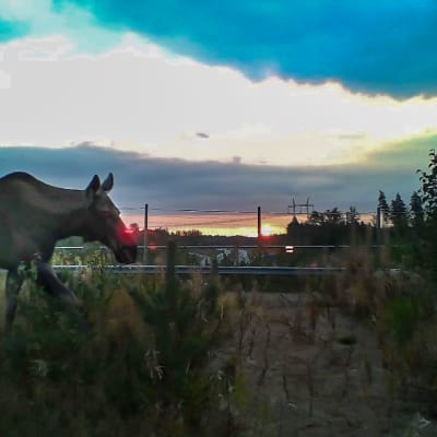 Älg som går över en viltbro i skymningen.