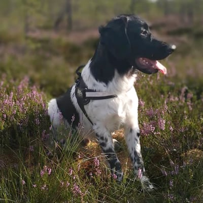 En svartvit hund sitter i ljungen