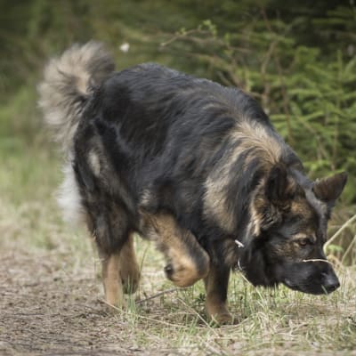 Polishunden cama nosar i skogsterräng