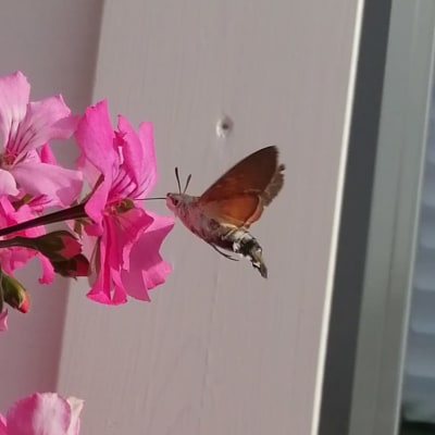 Flygande insekt suger nektar