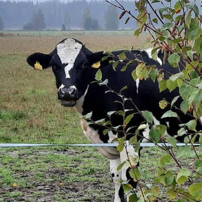 En svartvit ko tittar fram bakom en buske på en åker.
