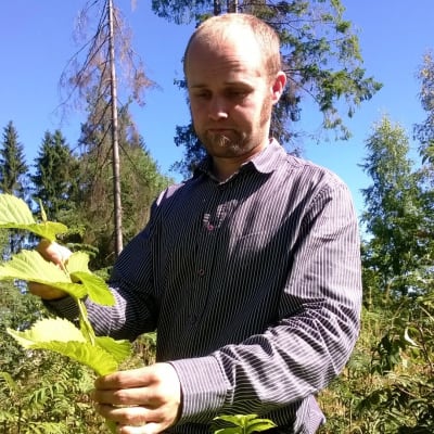 Metsäpäällikkö Markus Niemelä tarkastelee jalavan kasvua