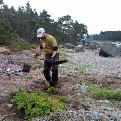 Iiris Kallajoki ja Asko Jääskeläinen osallistuivat kurtturuusun raivaustalkoisiin