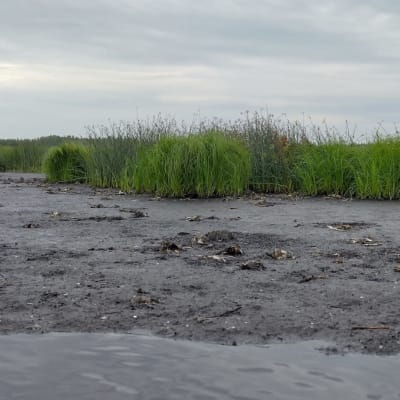 Kuolleita lokkeja turvelautan päällä, taustalla kaislikkoa.