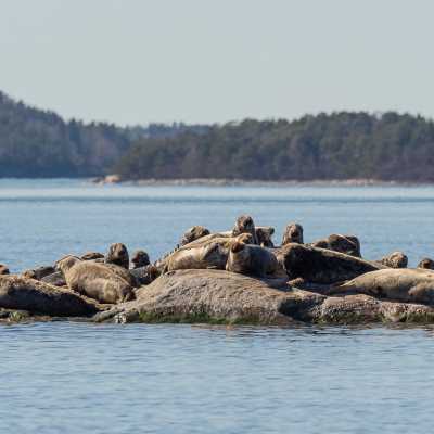 Flera gråsälar vilar på en klippa ute till havs.