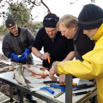 Ville Haapasalo opettelee kalan perkausta