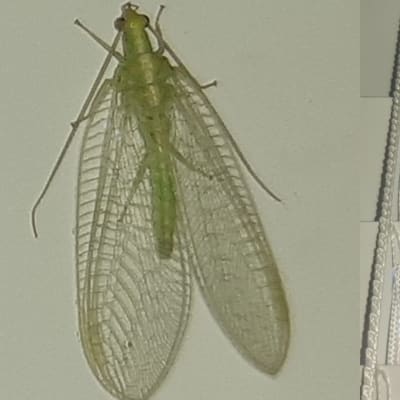 Två bilder på grön insekt med stora vingar.