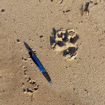 Två bilder på tassavtryck i sand, med en blå bläckpenna bredvid.