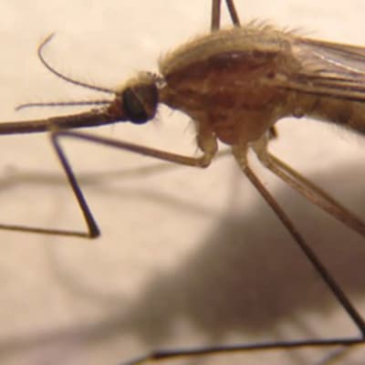 Närbild av en mygga.