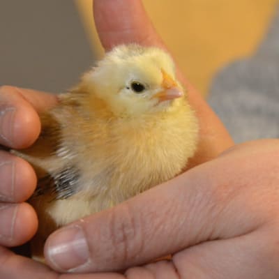 En liten gul kyckling som sitter i en hand.
