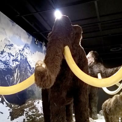 Mammutti näyttelyhallissa