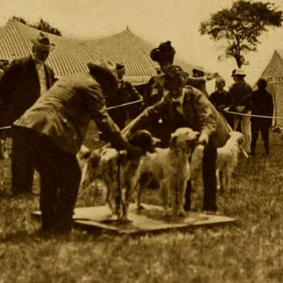 Koiranäyttely 1900-luvun alussa.