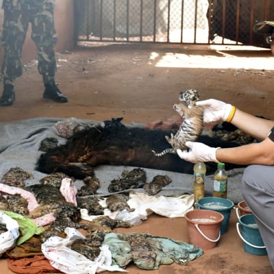 Thaimaalainen viranomainen pitää kädessään pientä kuollutta tiikerinpentua. 