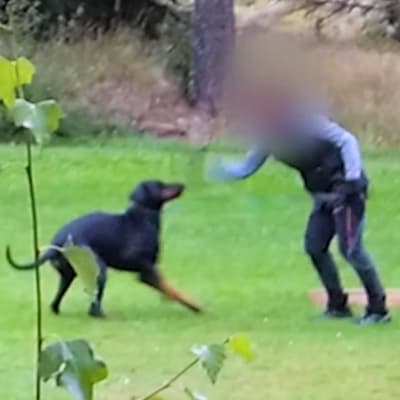 En person med blurrat ansikte slår en hund vid ett skolningstillfälle på en gräsmatta. 