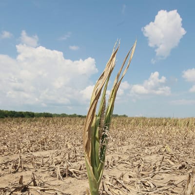 Kuivunutta maissipeltoa Shawneetownissa Illinoisin osavaltiossa Yhdysvaltain koilisella järvialueella.