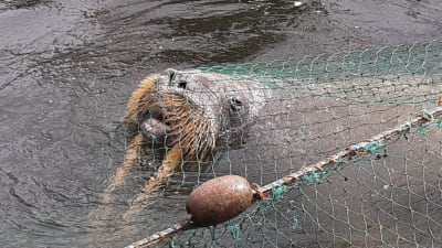 Huvudet av en valross syns i vattnet under ett grönt nät. Huvudet är ovan vattenytan, men huggtänderna bara skymtar i vattnet.