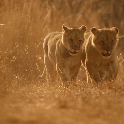 Zimbabwessa tehdään leijonien suojelutyötä.