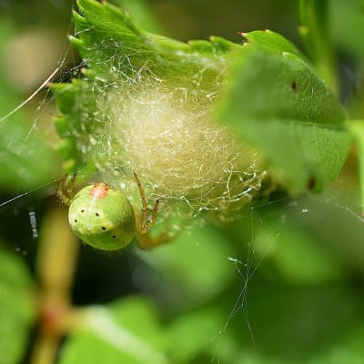 Tre bilder på en ljusgrön spindel som spunnit en boll fast på blad