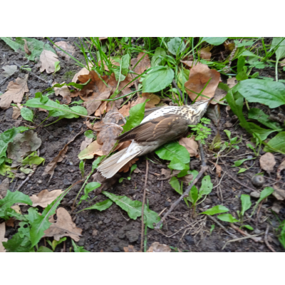 Två bilder på död fågel liggande på marken.