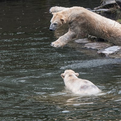 Wolodja-jääkarhu hyppäsi Tonja nimisen jääkarhun yli veteen eläintarhassa Berliinissä torstaina 24. maaliskuuta.