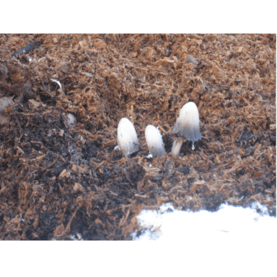 Två bilder på ljusa svampar som växer i komposthög.
