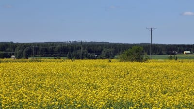 åkermark i södra Finland