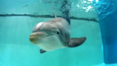 Delfin i Särkänniemi djurpark i Tammerfors