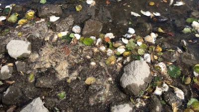 Döda musslor i Kumo älv vid Nakkila