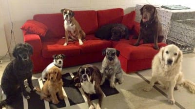 Hundar på hunddagiset All Fur Dogz i Helsingfors.