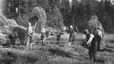 Ingermanlänningar i skördearbete i Vehmersalmi under fortsättningskriget.