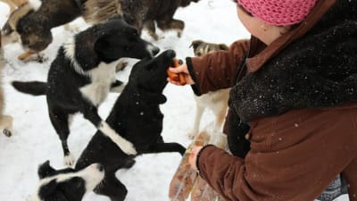 Tiina Nöjds hundar härstammar från Adina Olearus privata hundgård i Vulcana i Rumänien. 