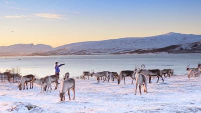 Renas vid strand, snö och berg