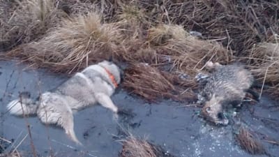 Djur dog av stöt från trasig elkabel