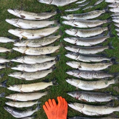 Döda fiskar från Ersösundet i Snappertuna