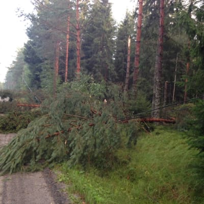 Omkullfallna träd efter ett åskväder i Bromarv.