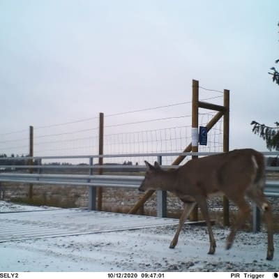 En vitsvanshjort vågar inte gå över en färist, ett galler på en snöig bro.