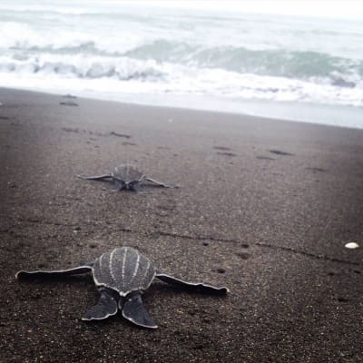 kilpikonnavauvat ryömivät kohti rantaviivaa