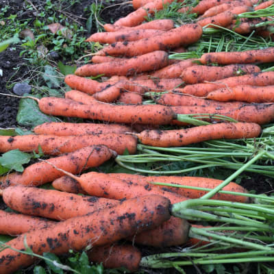 Vasta nostettuja porkkanoita naatteineen kasvimaalla. 