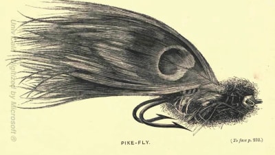 Fluga