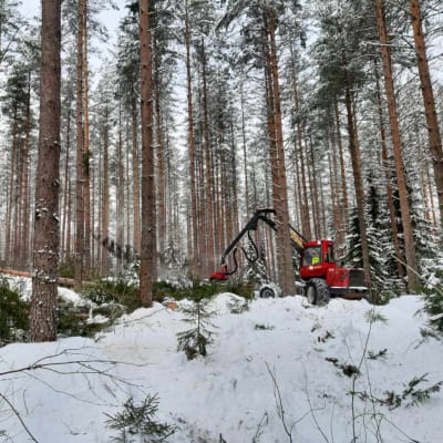 Punainen metsäkone kaataa puita korkeassa männikössä.