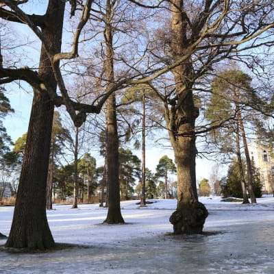 Puita Kotkan Isossapuistossa