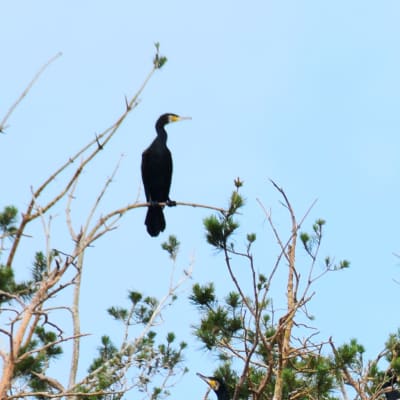 En bild på skarvar som sitter i trädtoppar. Det är flera skarvar och flera skarvbon på bilden. De flesta av träden är döda men några gröna tallkvistar syns också.